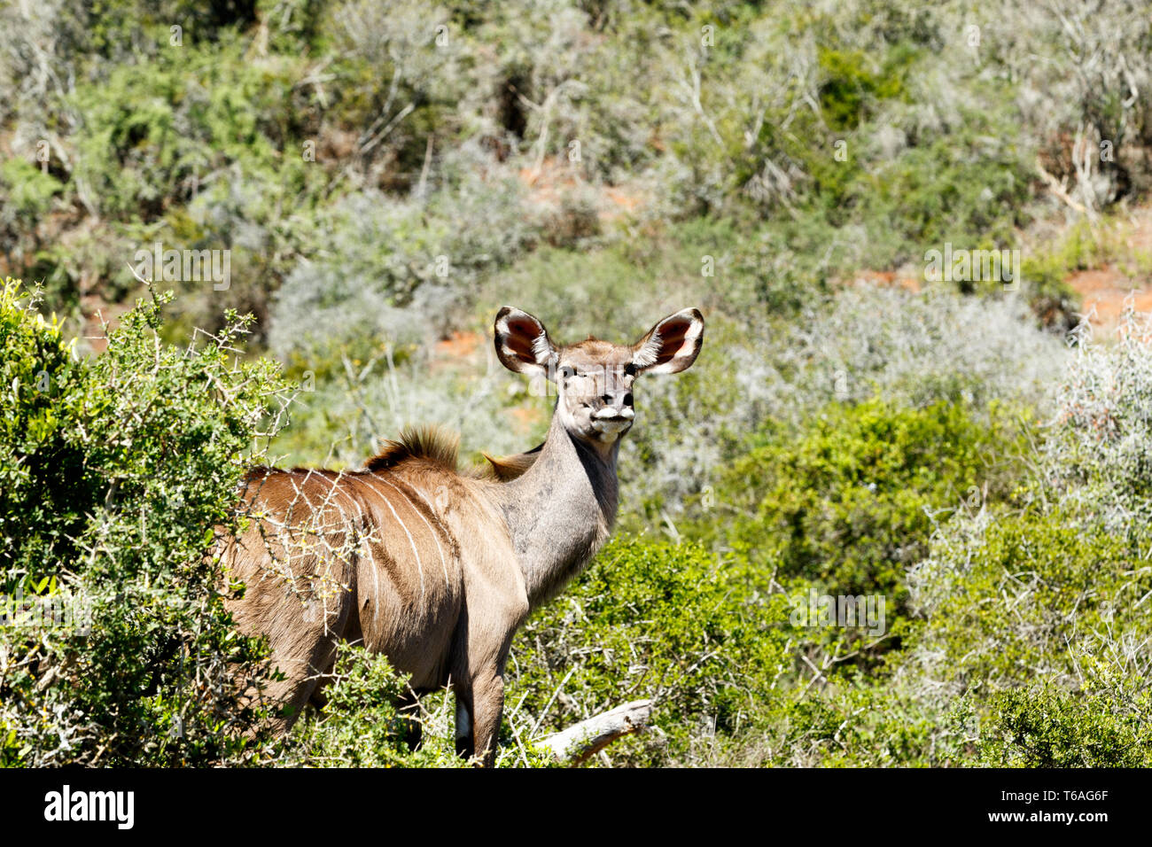 Greater Kudu standing and staring at the camera Stock Photo