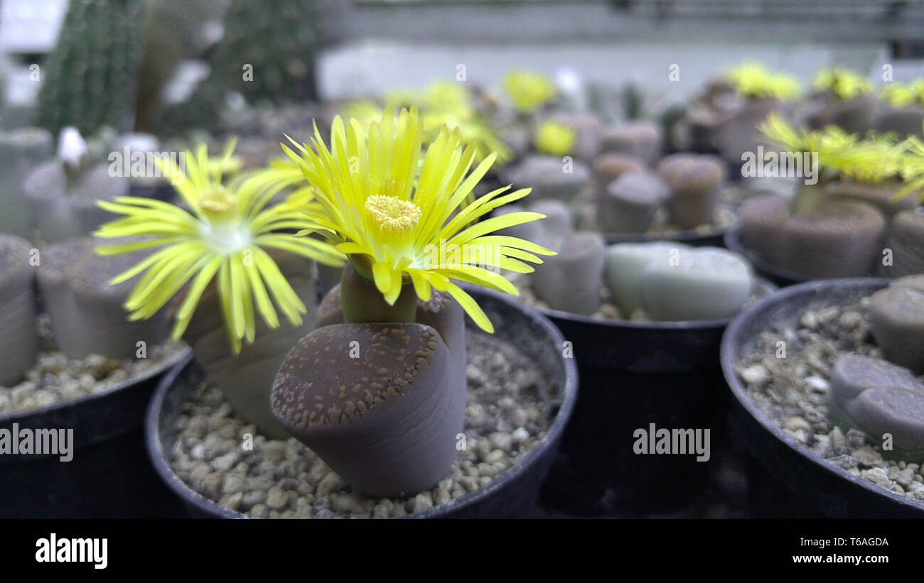 Living stones (Lithops) with yellow blossoms Stock Photo
