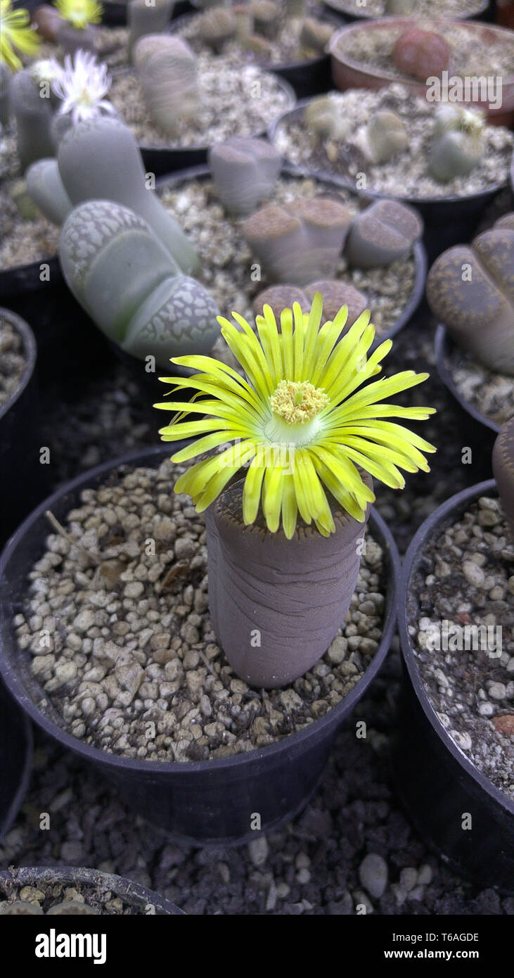 Living stone (Lithops) with yellow blossom Stock Photo