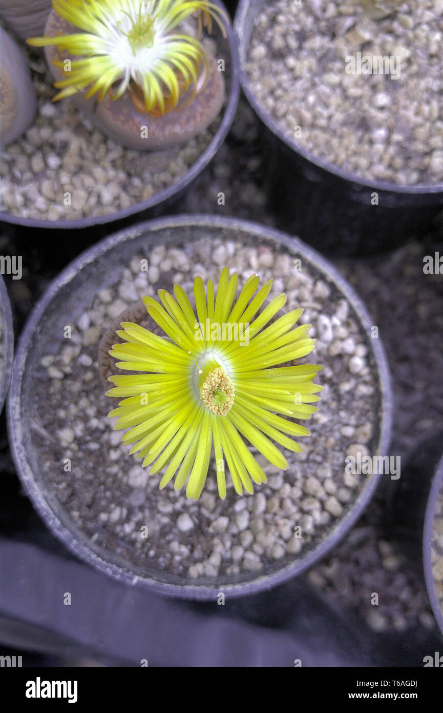 Living stone (Lithops) with yellow blossom Stock Photo