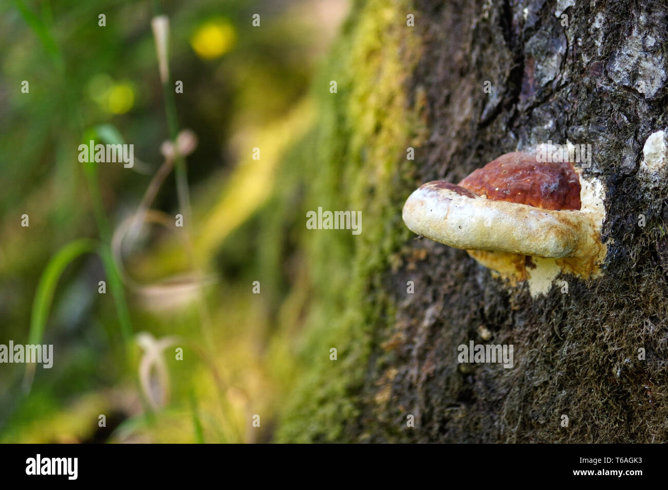 Large fungus growing on the side of a old tree. Stock Photo