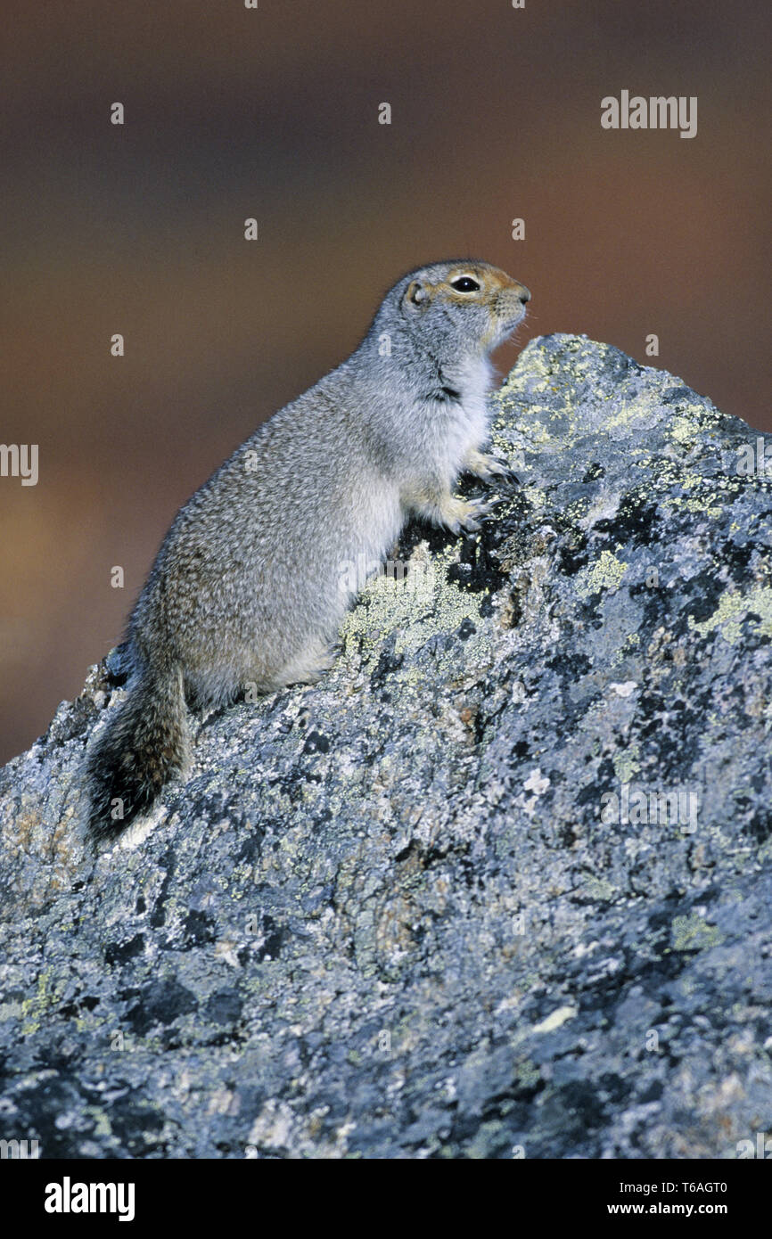 Arctic Ground Squirrel is diurnal  -  (Parka Squirrel - Photo adult) Stock Photo