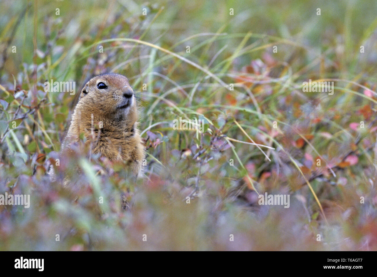 Arctic Ground Squirrel lives in burrows  -  (Parka Squirrel - Photo adult) Stock Photo