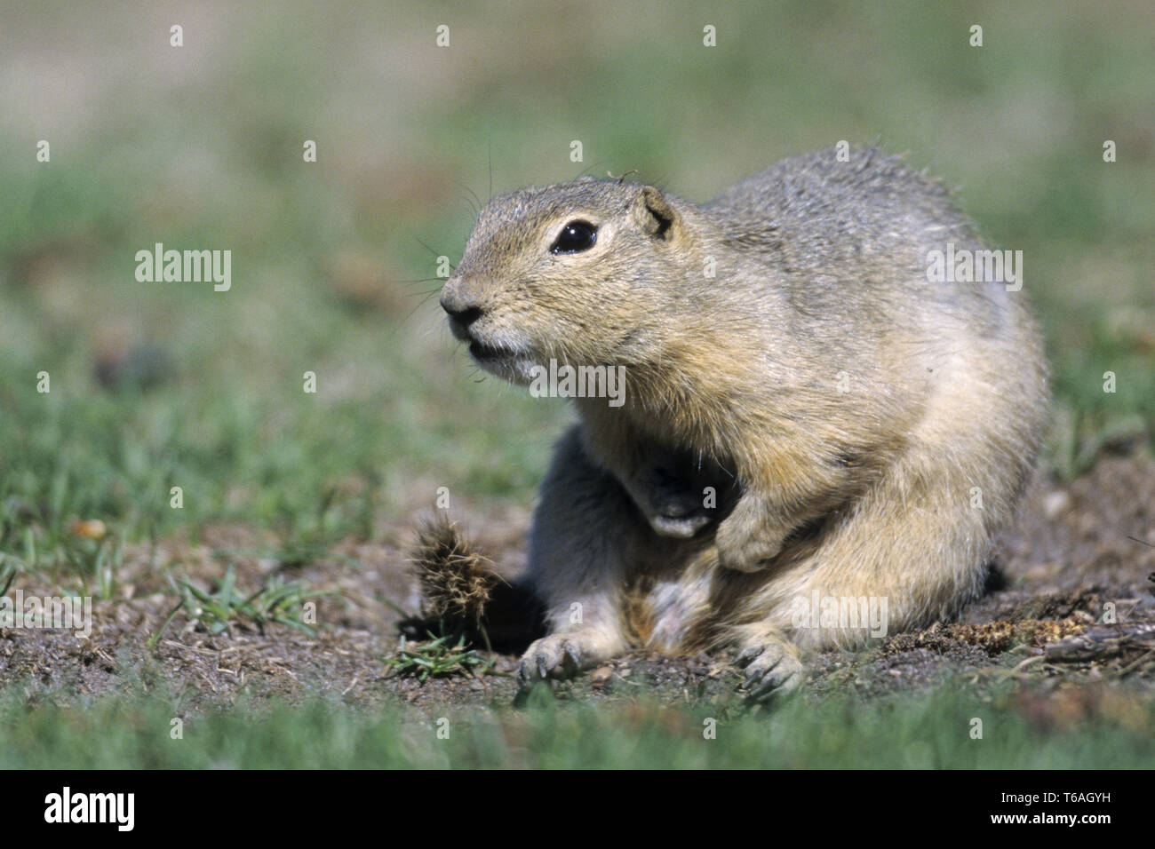 Flickertail ground squirrel hi-res stock photography and images - Alamy