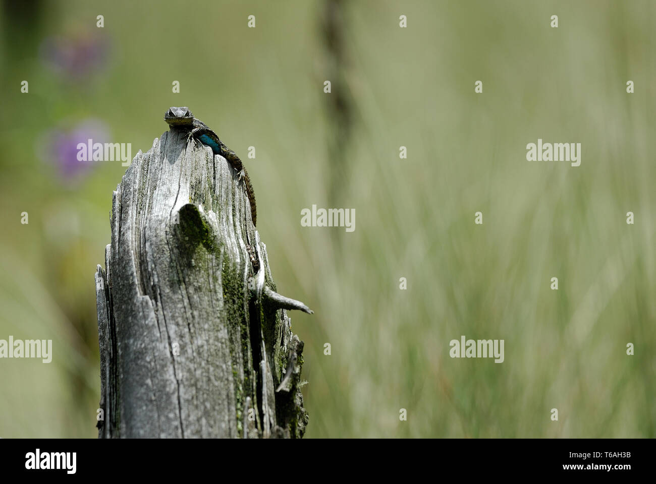 Lizard Defending Lizard watches the intruder. Defending its territory Stock Photo - Alamy