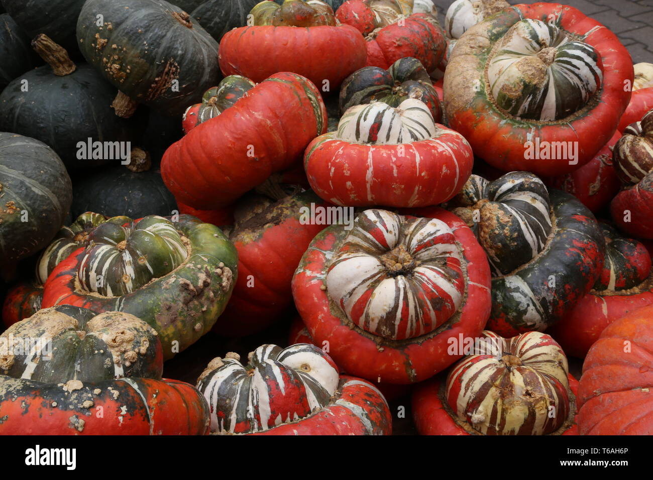 Decorative gourd or ornamental pumpkin Stock Photo