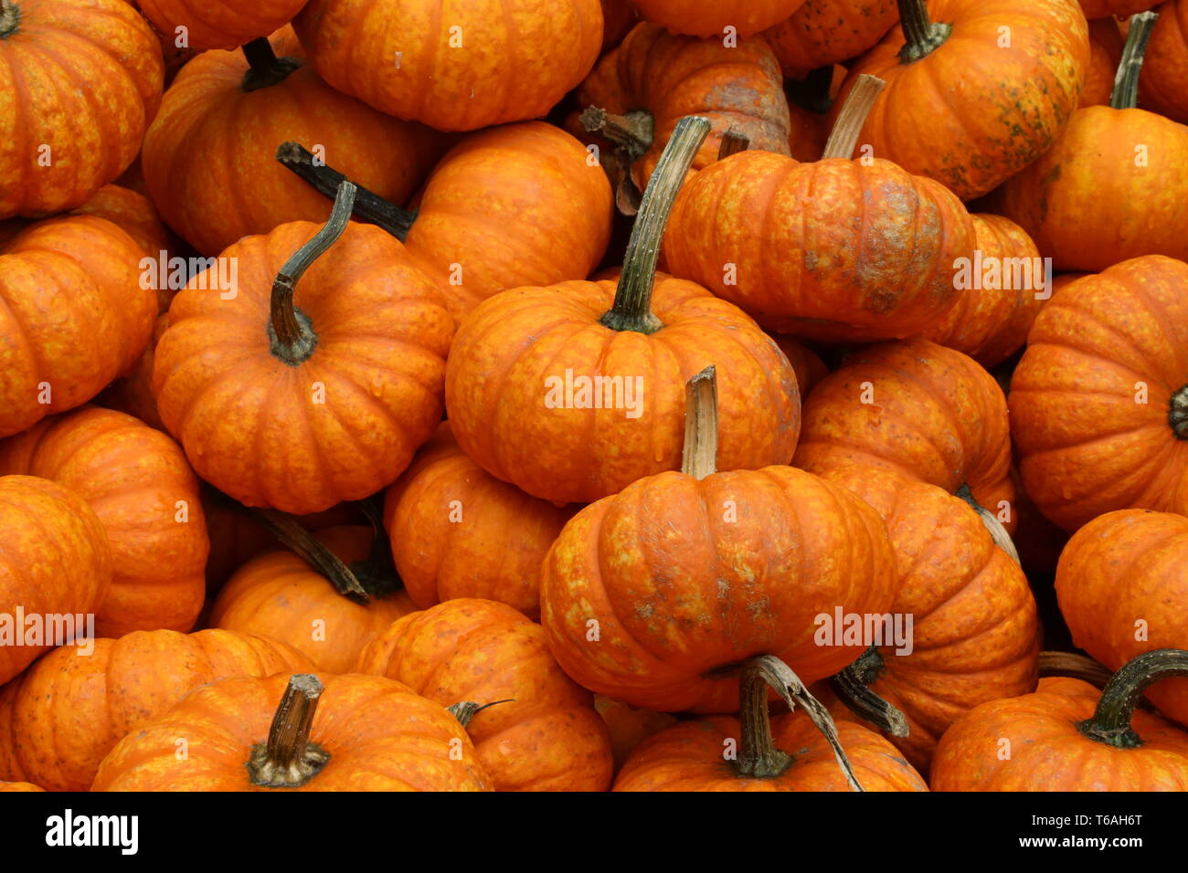 Decorative gourd or ornamental pumpkin Stock Photo