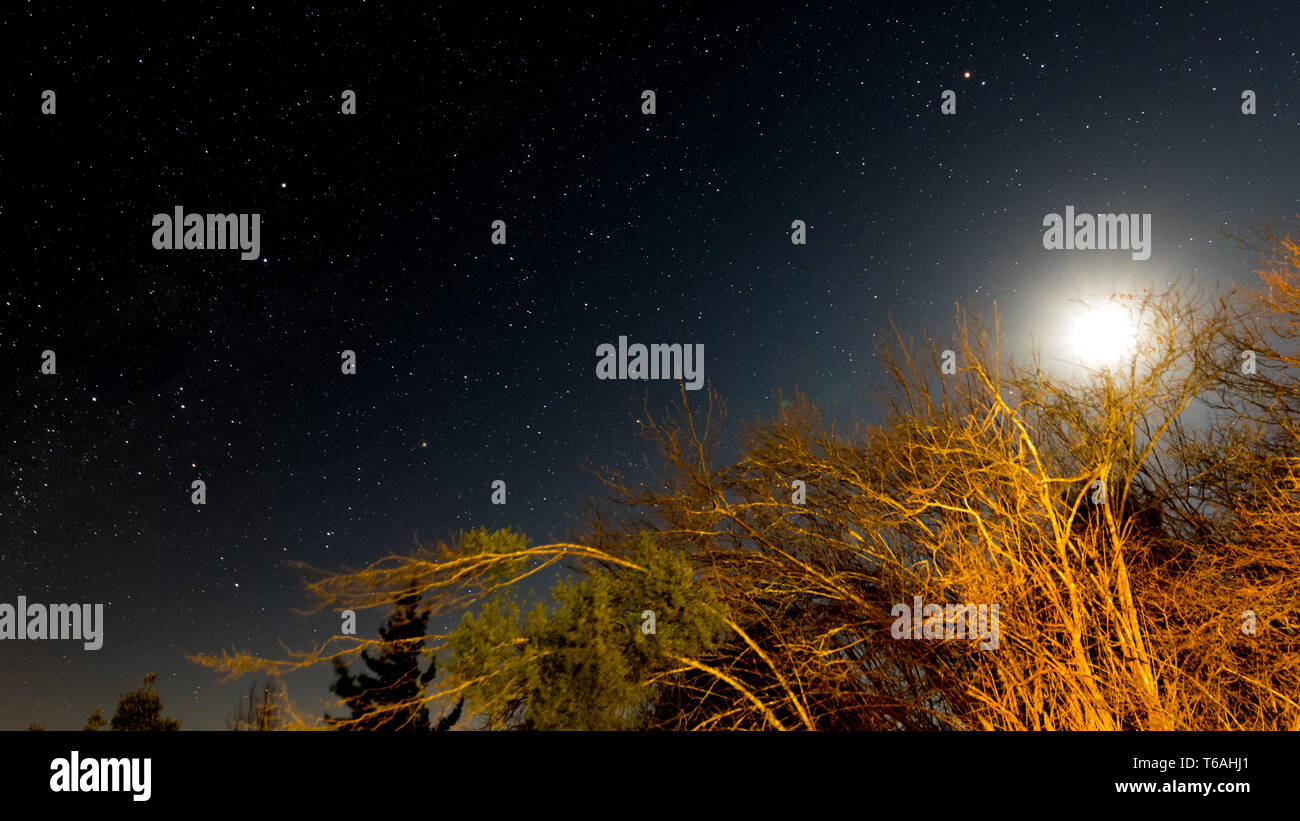 Moon just above the tree with stars in the background Stock Photo