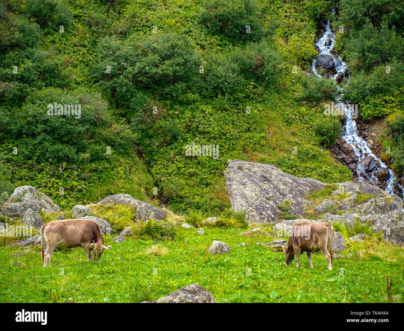 two cows on mountain pasture in the Alps of Switzerland Stock Photo - Alamy
