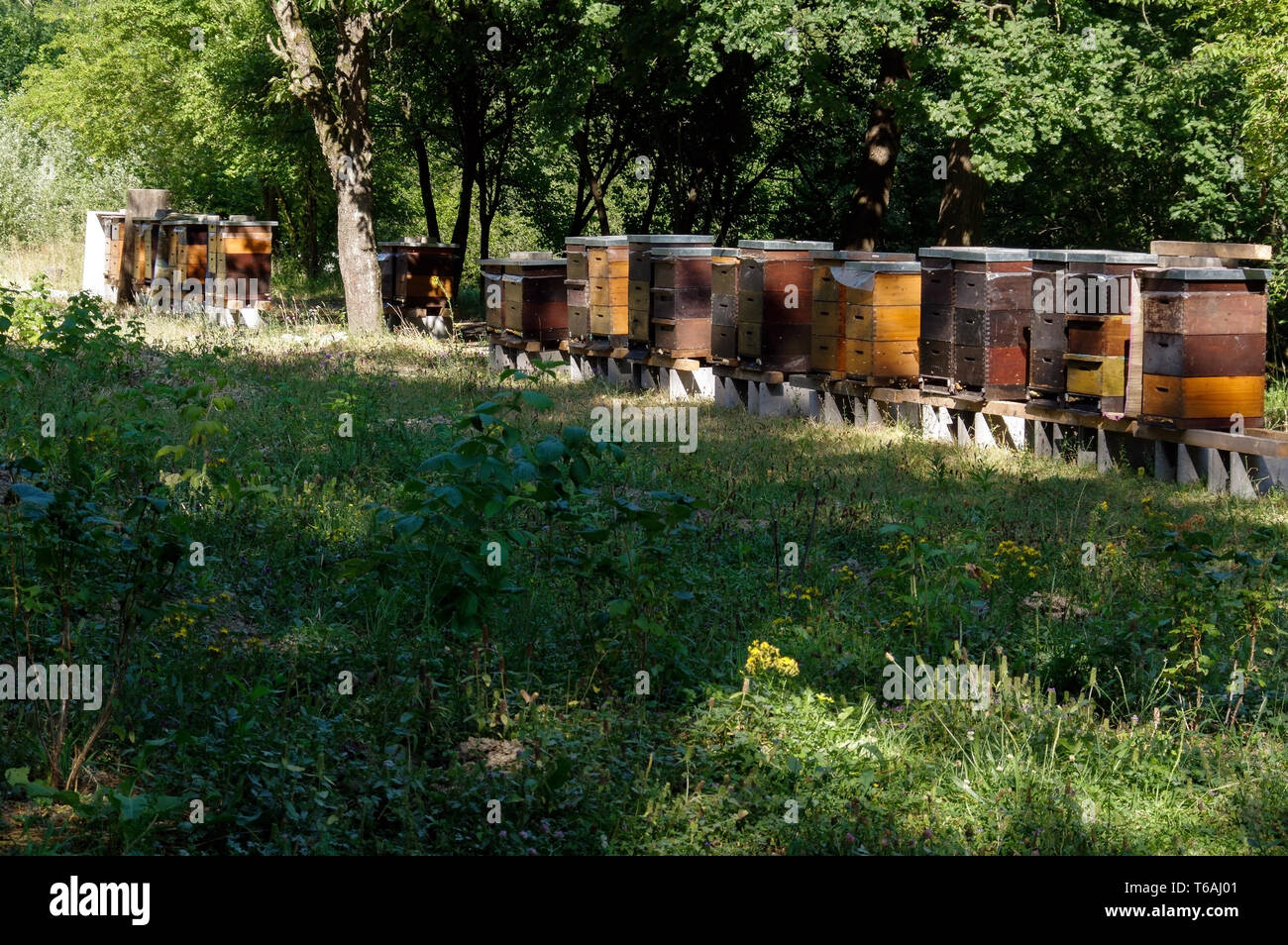 Row of colorful wooden beehives with trees in the background Stock Photo