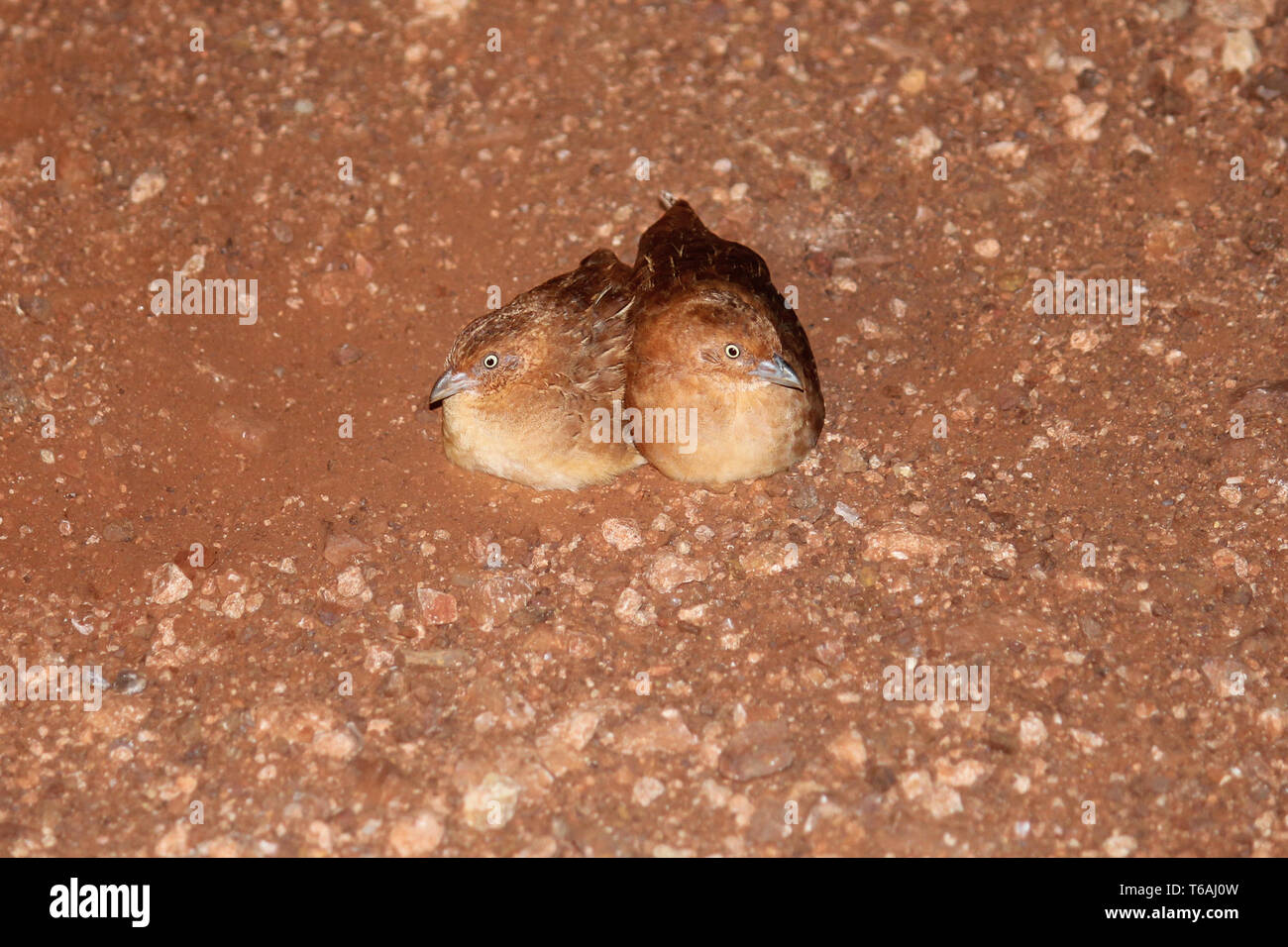 Little Buttonquails at night time in North West of Australia Stock