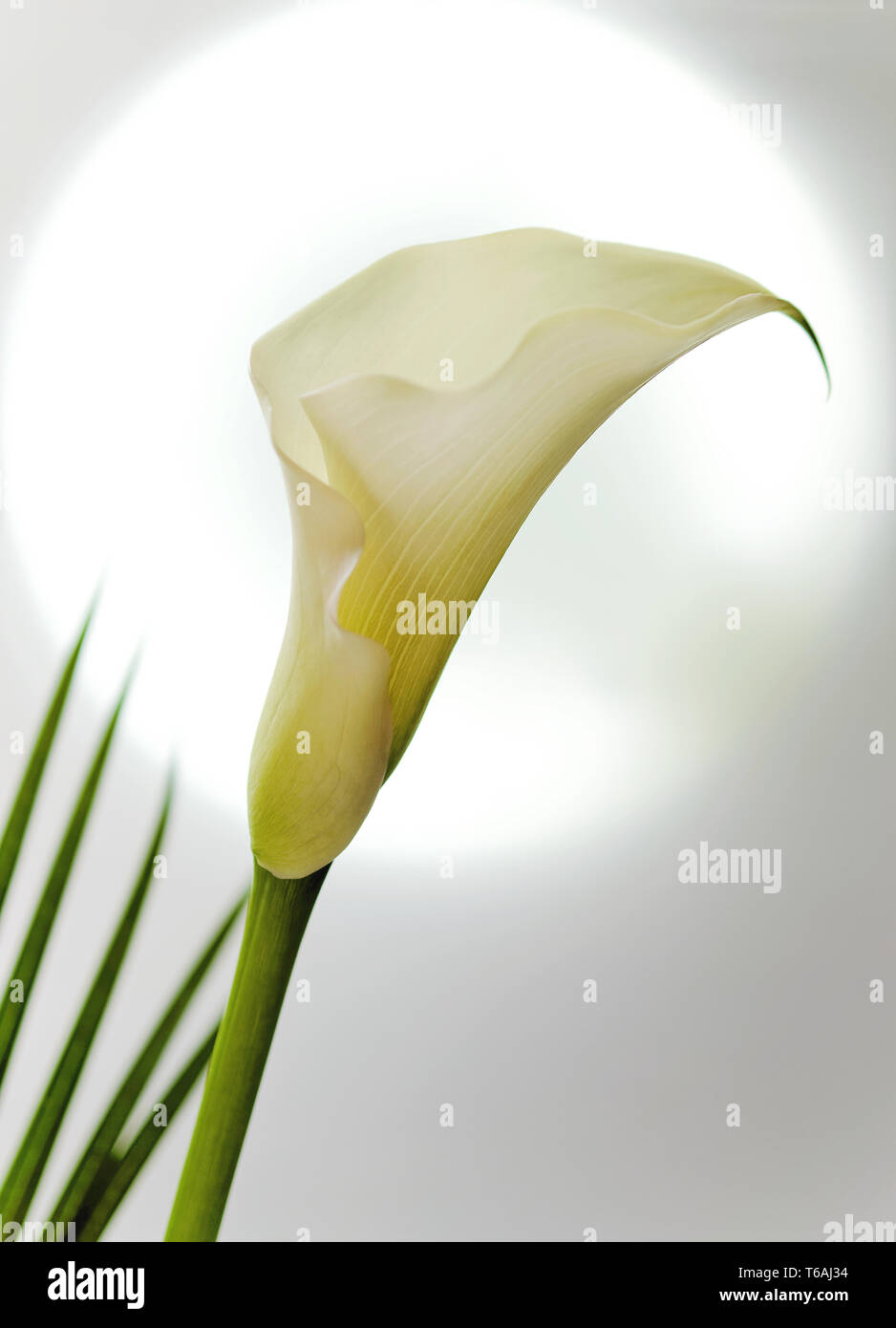 Blossom of a white calla lily (Zantedeschia) Stock Photo