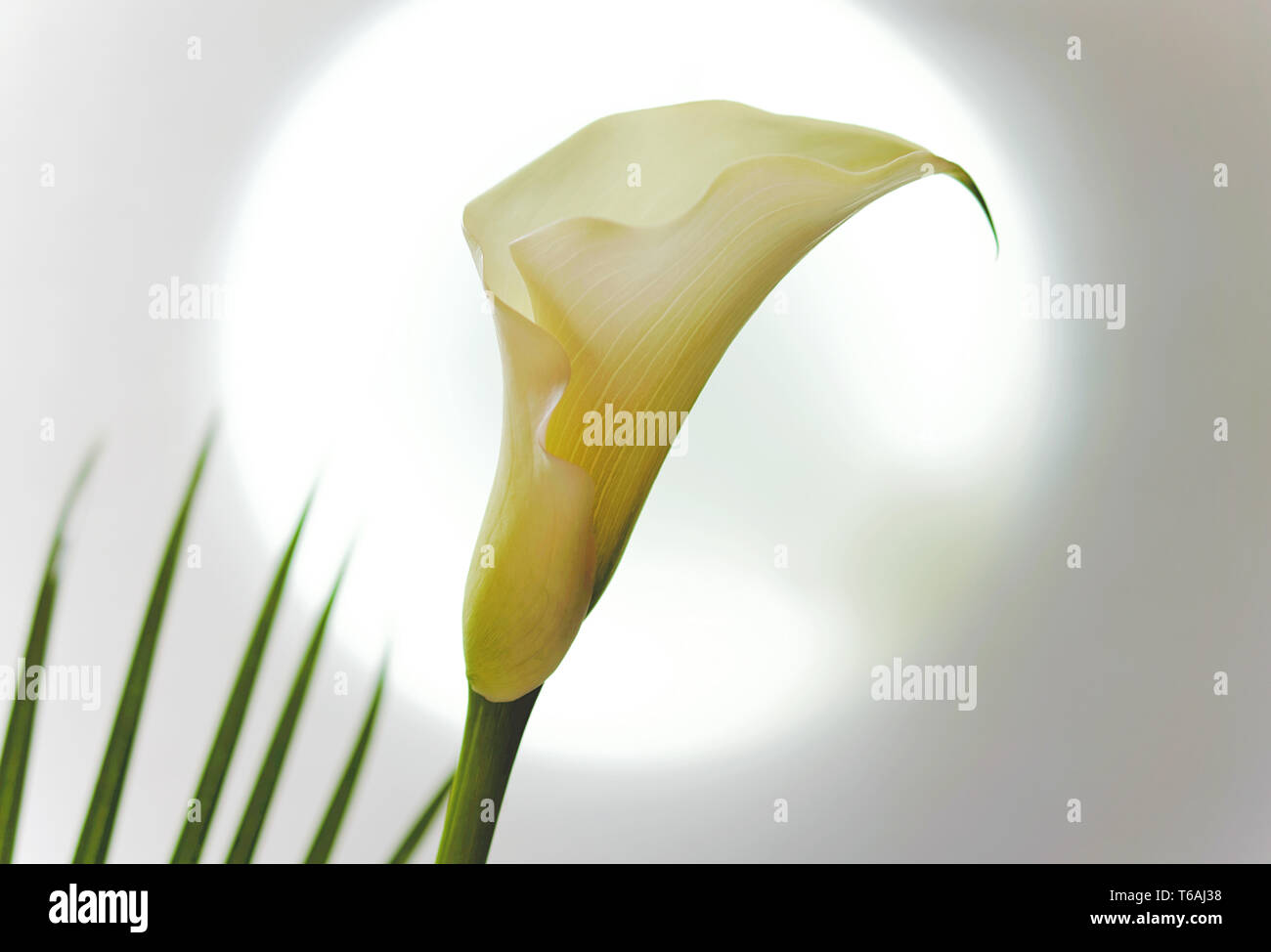 Blossom of a white calla lily (Zantedeschia) Stock Photo