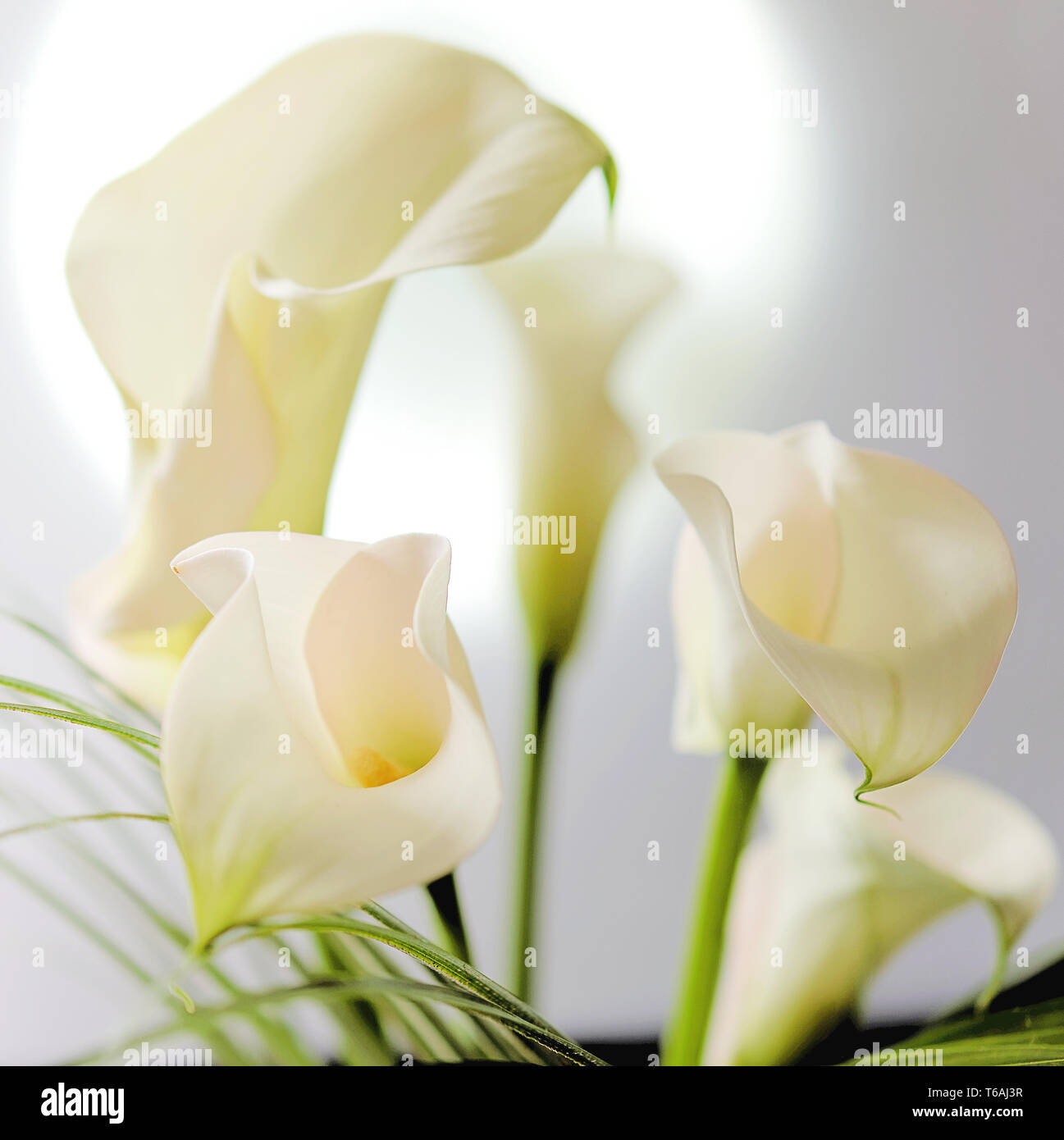 Blossoms of white calla lilies (Zantedeschia) Stock Photo