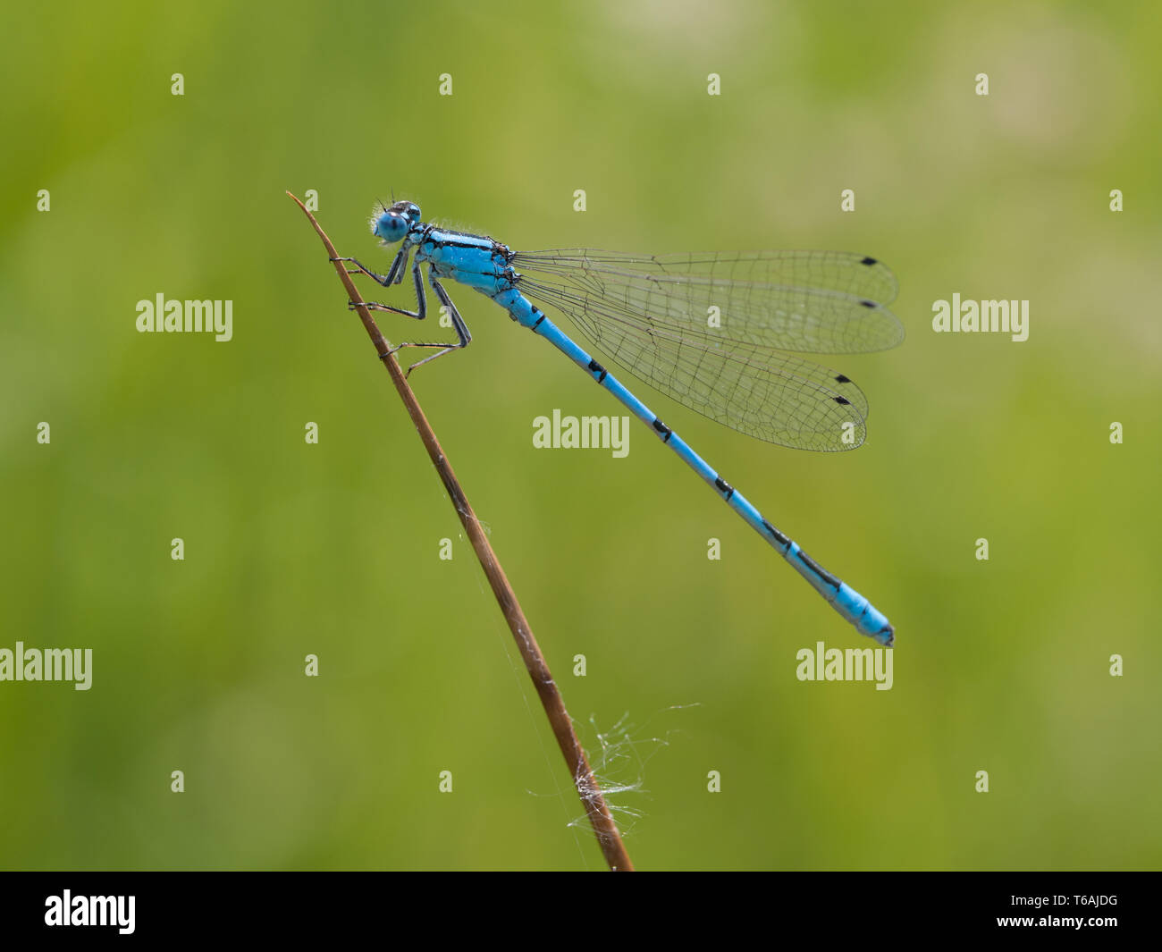Azure damselfly on a blade of grass, Coenagrion puella Stock Photo - Alamy