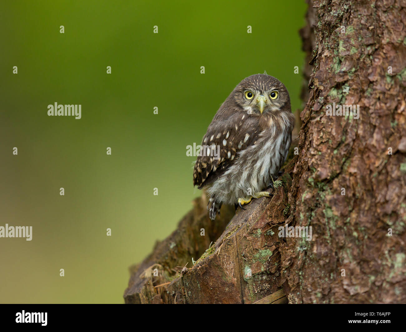 Eurasian pygmy owl (Glaucidium passerinum) is the smallest owl in Europe. Taken in Czech Republic Stock Photo