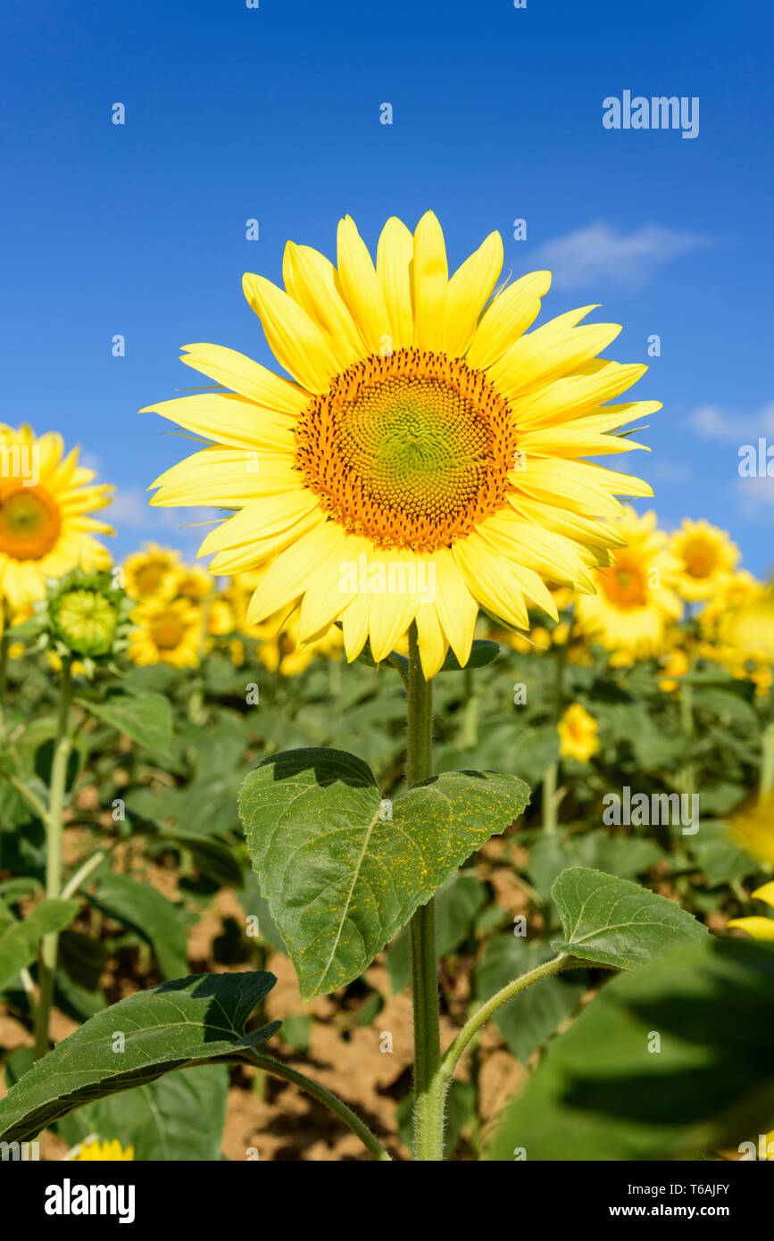 Field of sunflowers (Helianthus annuus) in the Gers (Gascony), Occitanie, Southwest France, Europe Stock Photo