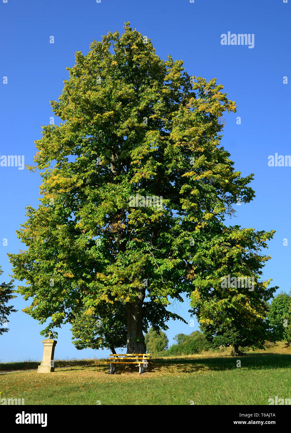 Linden tree hires stock photography and images Alamy