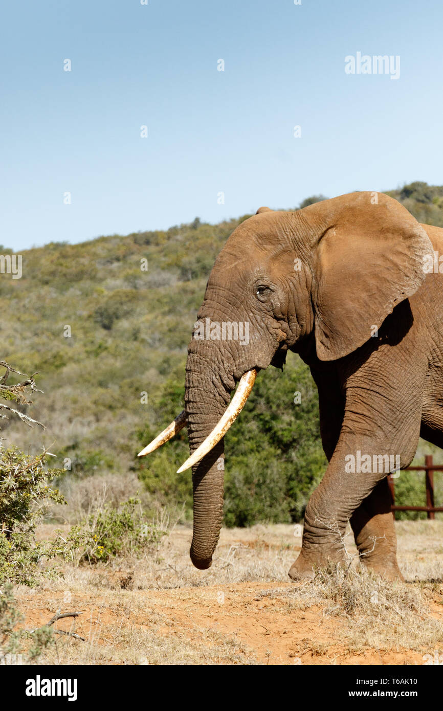 Elephant walking towards the bushes Stock Photo