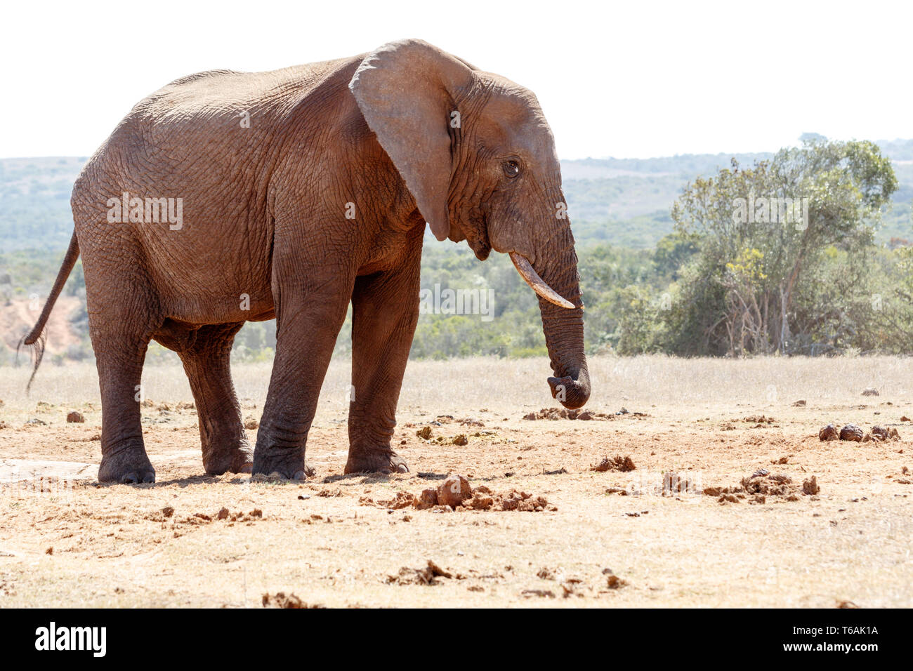 Bush Elephant twisting his trunk Stock Photo