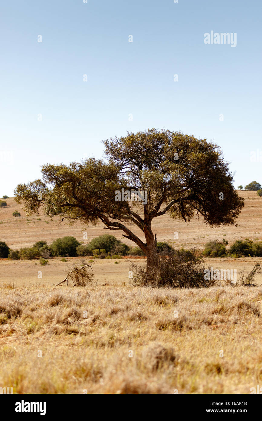 Shade tree pulling to the left Stock Photo