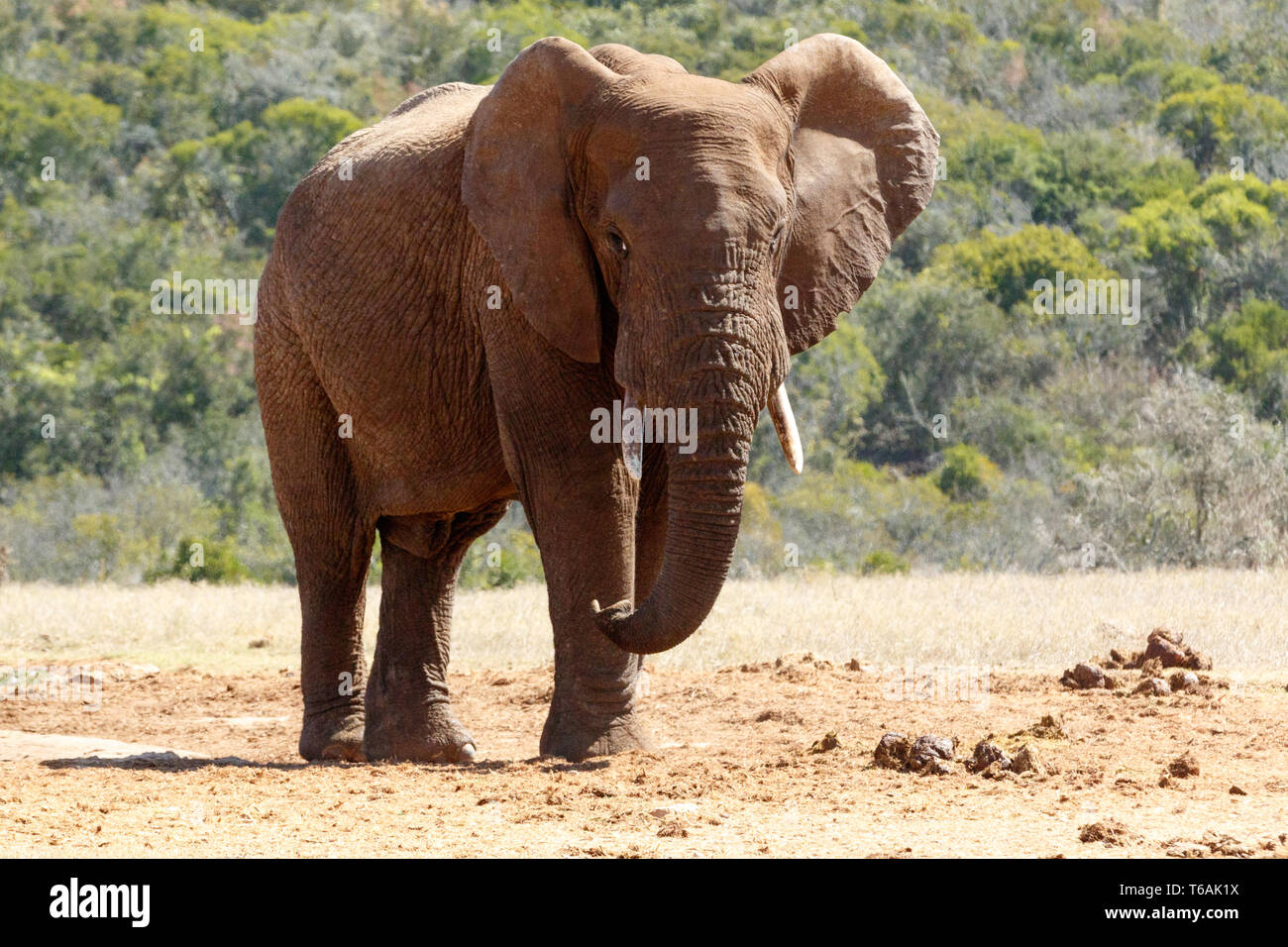 Bush Elephant with flap ears and crossed over legs Stock Photo