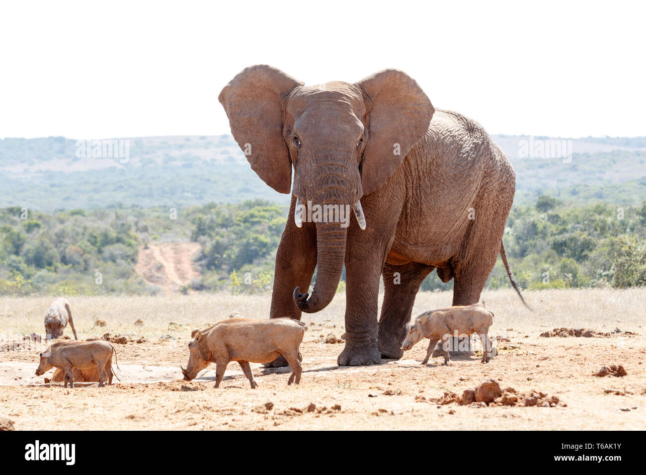 Bush Elephant chasing the warthogs Stock Photo