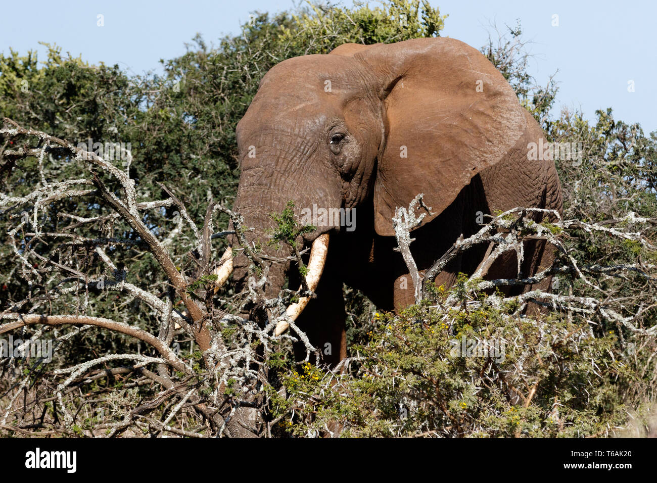 Side view of the Bush Elephant standing behind the branches Stock Photo