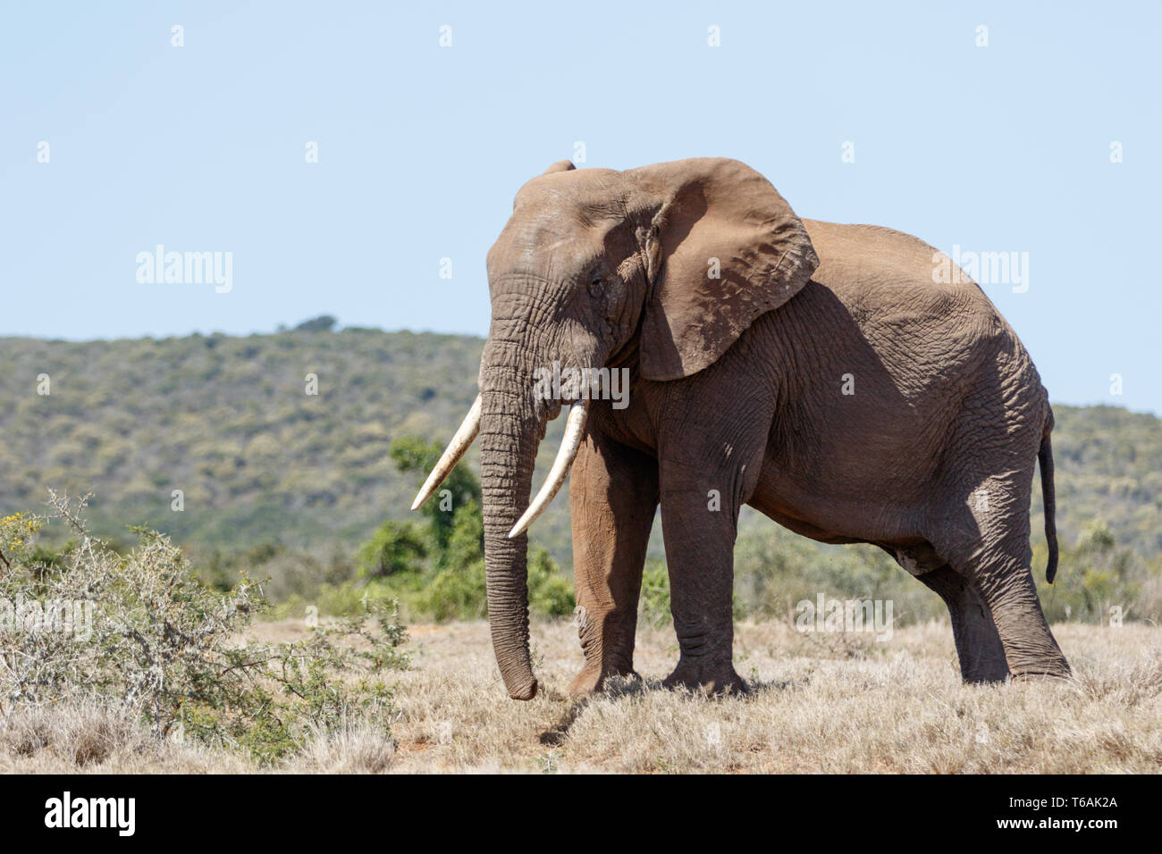 Bush Elephant standing with his big tusk Stock Photo