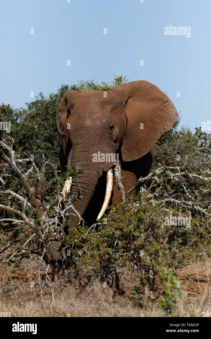 Bush Elephant with his trunk around the branches Stock Photo
