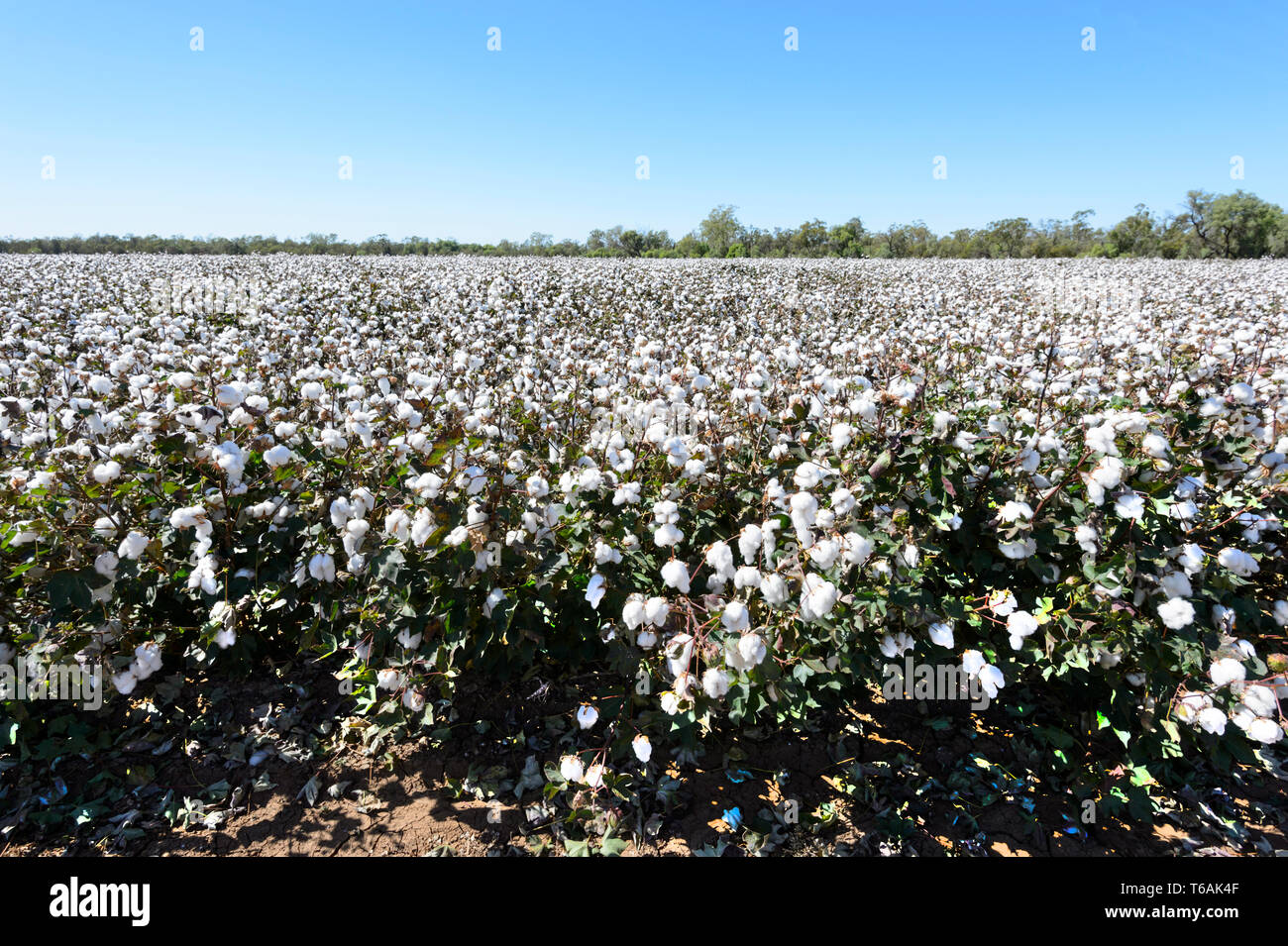 A cotton crop near Dalby, Queensland, QLD, Australia Stock Photo