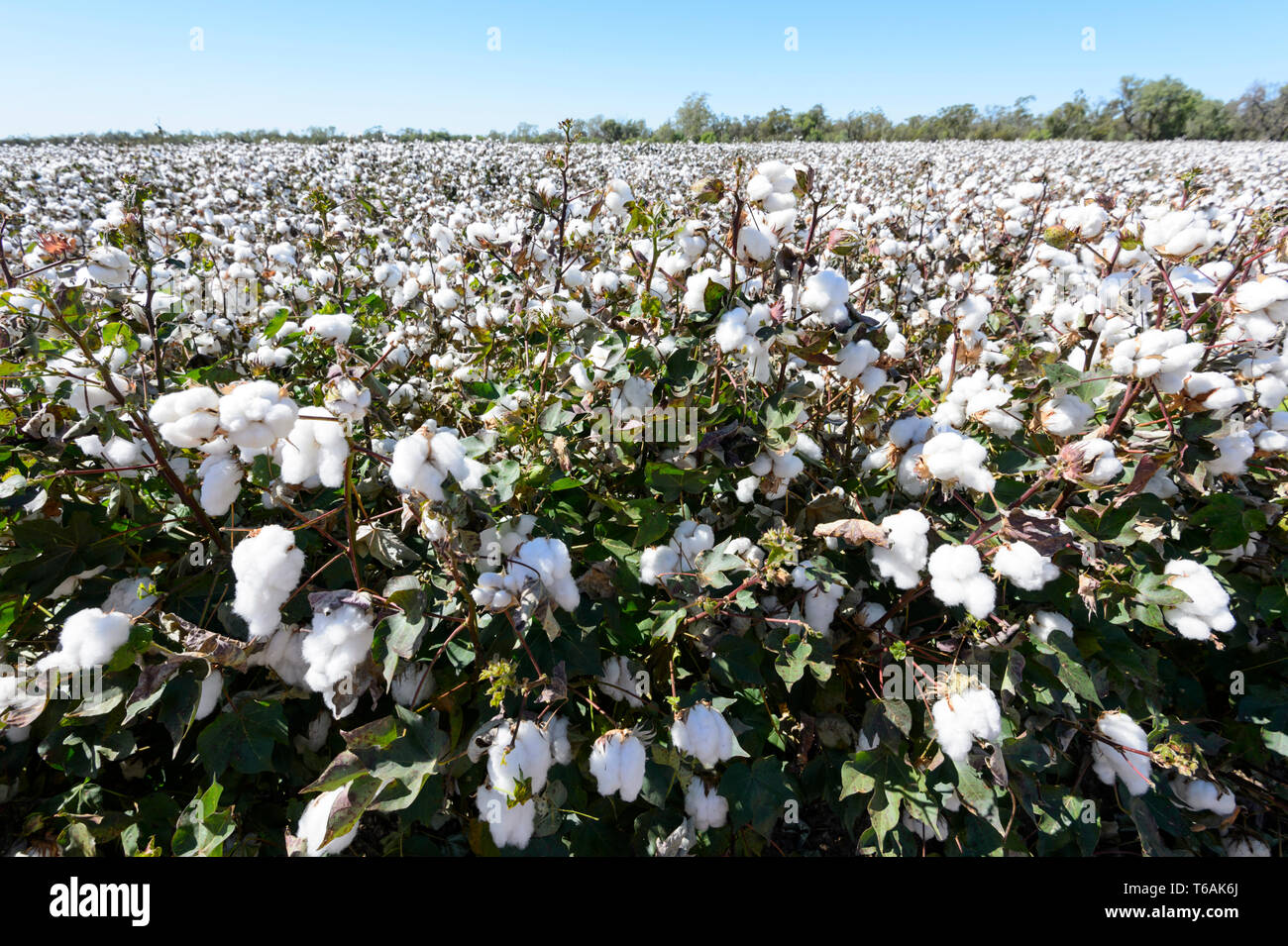 Cotton crop hi-res stock photography and images - Alamy