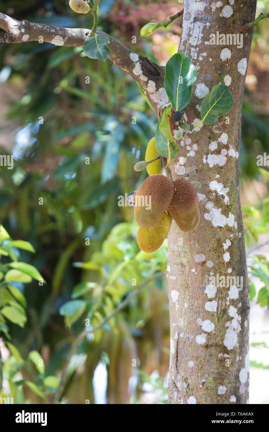 Jackfruit (Artocarpus heterophyllus) Madagascar Stock Photo