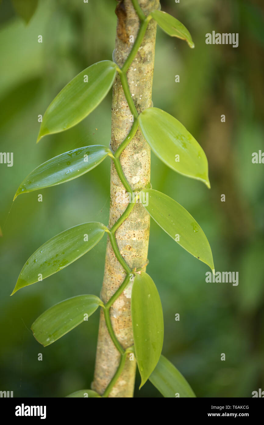Closeup of The Vanilla plant, madagascar Stock Photo Alamy
