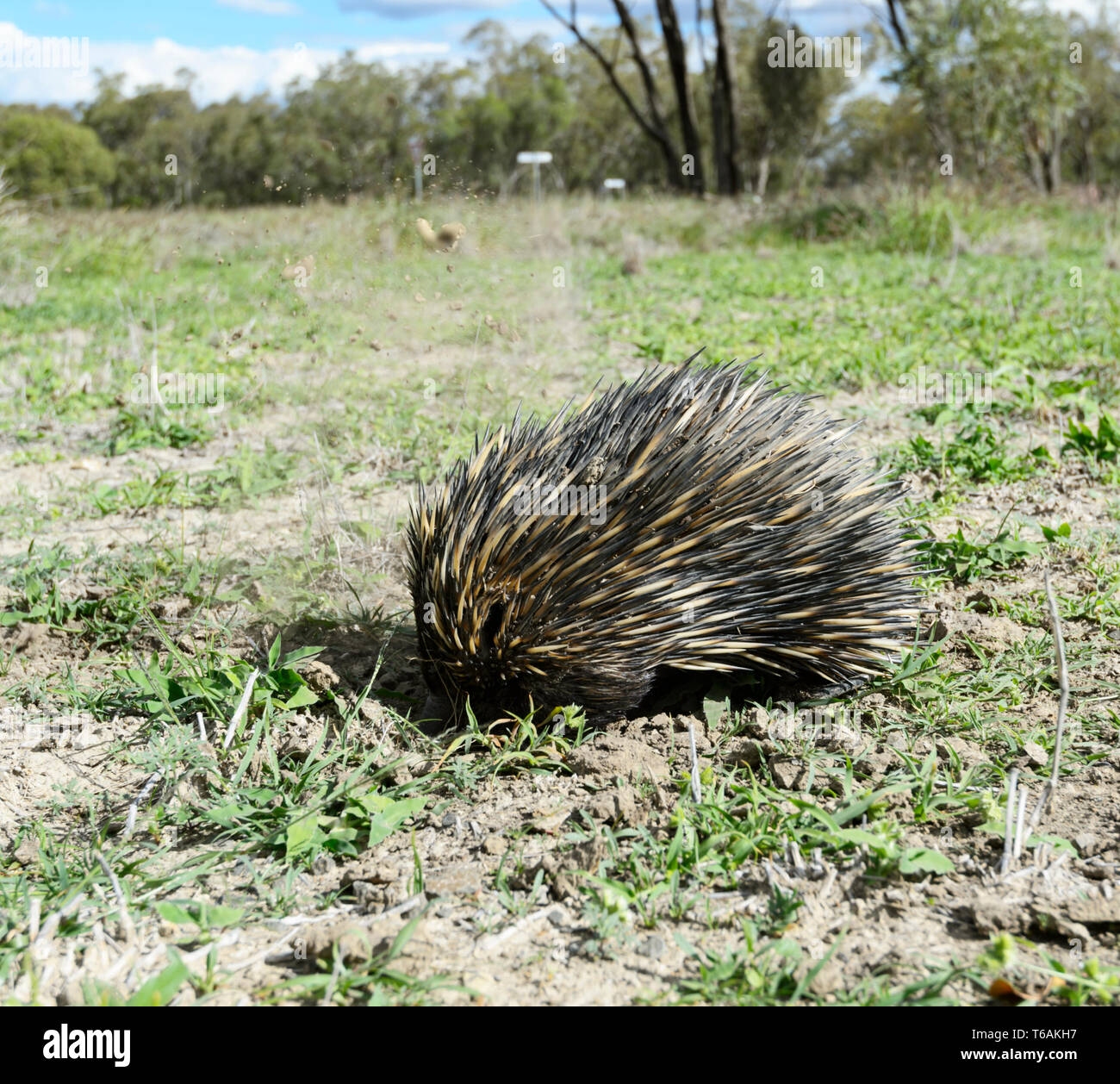 Short-nosed Echidna or Short-beaked Echidna (Tachyglossus aculeatus) digging out an ant nest, near Injune in the Queensland interior, QLD, Australia Stock Photo