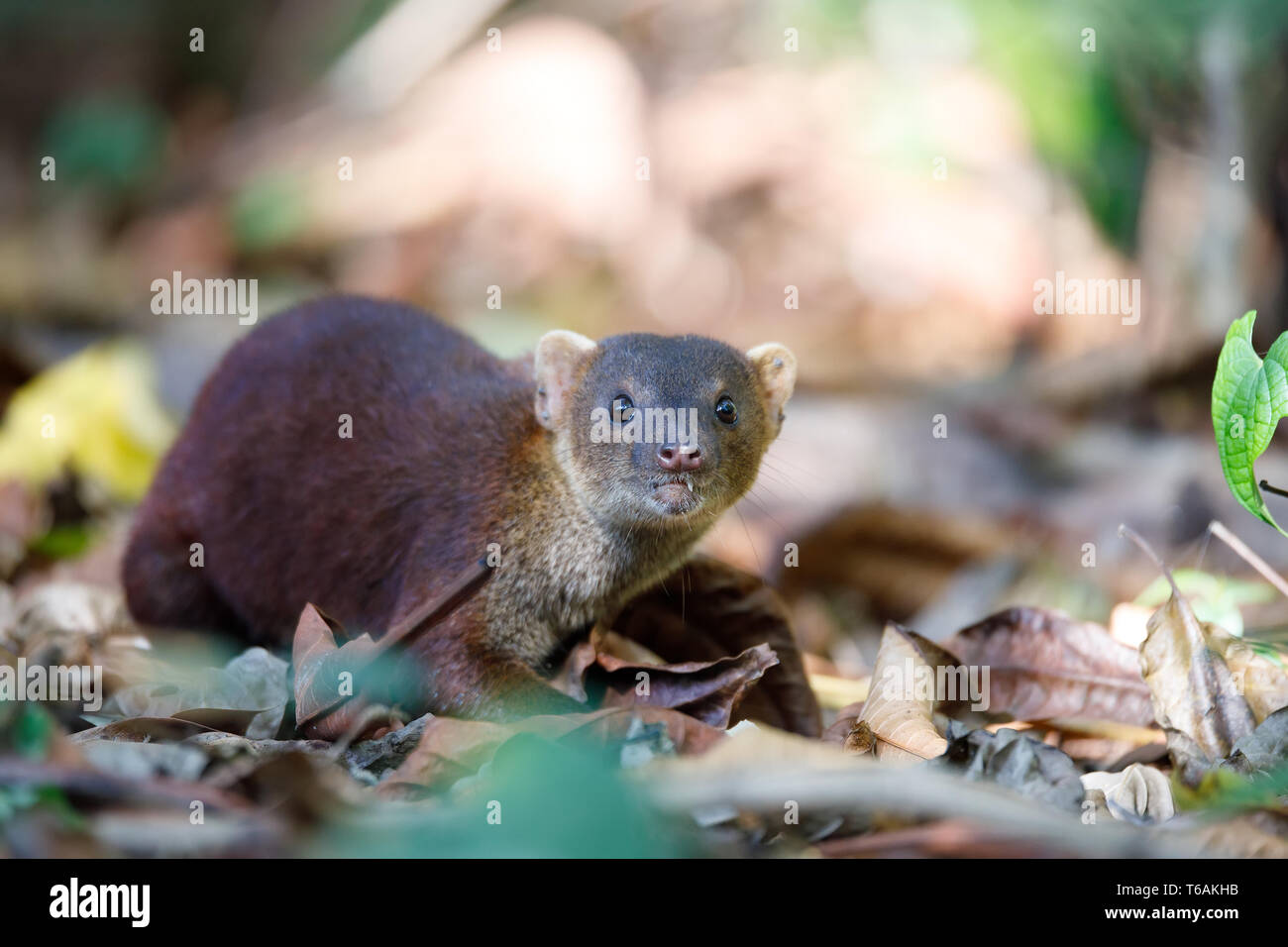 Ringtailed mongoose (Galidia elegans) Madagascar Stock Photo Alamy