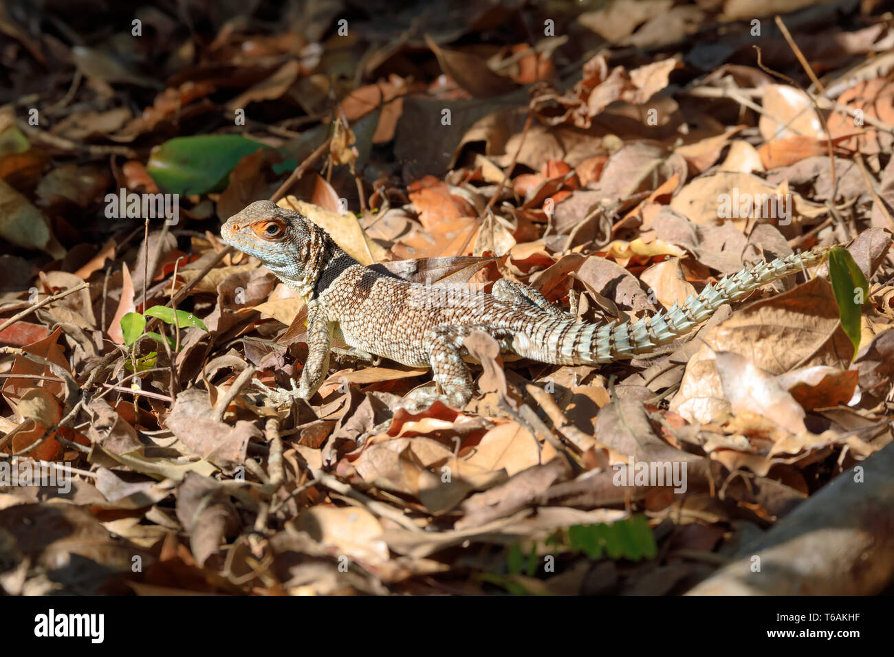 Collared tree lizard hires stock photography and images Alamy