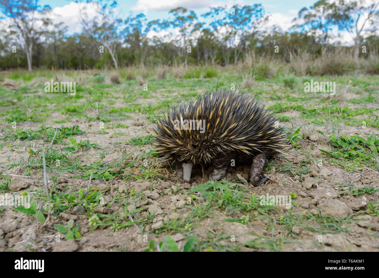Short-nosed Echidna or Short-beaked Echidna (Tachyglossus aculeatus) feeding on ants, near Injune in the Queensland interior, QLD, Australia Stock Photo