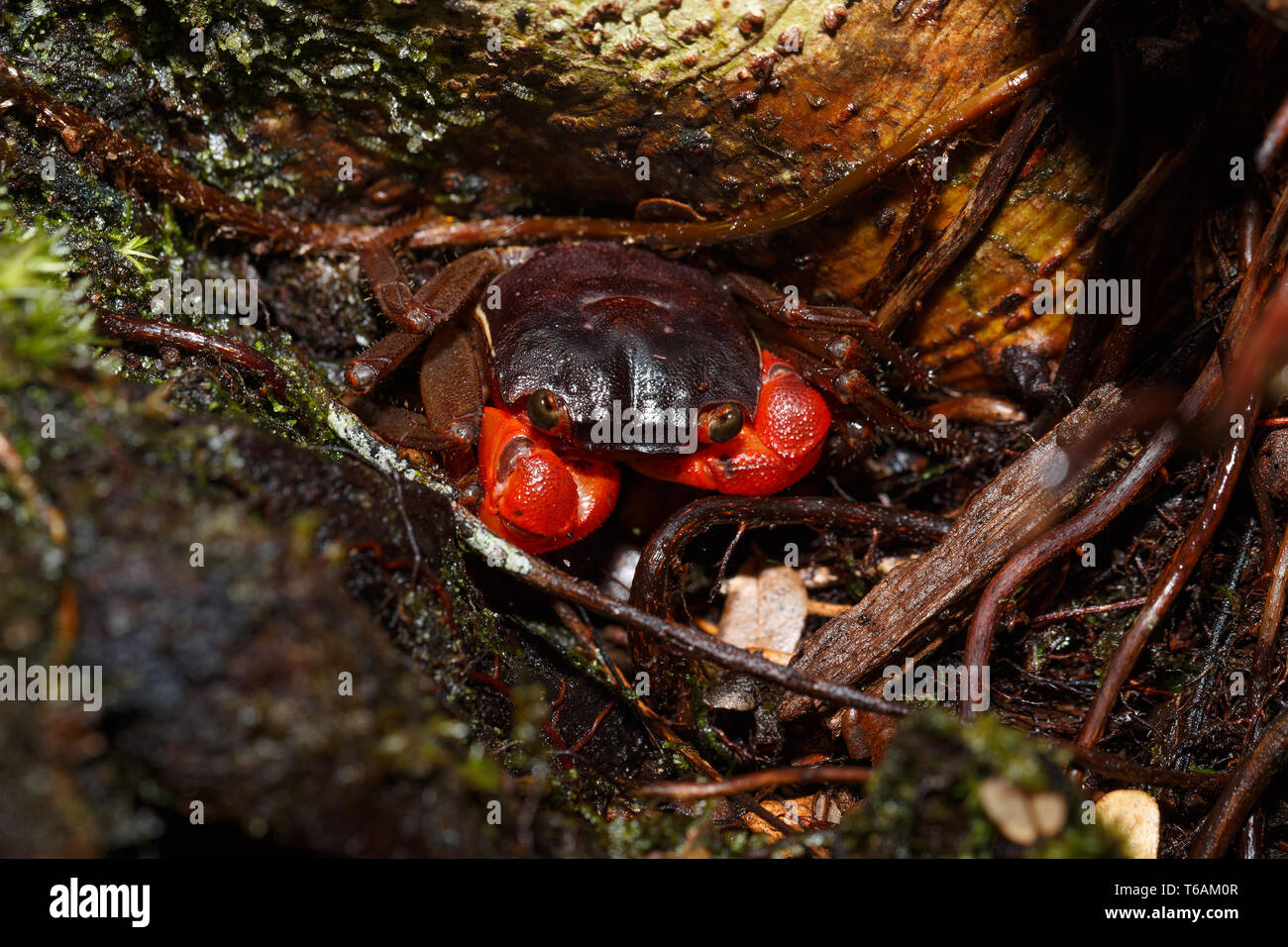 Forest Crab or Tree climbing Crab Madagascar Stock Photo