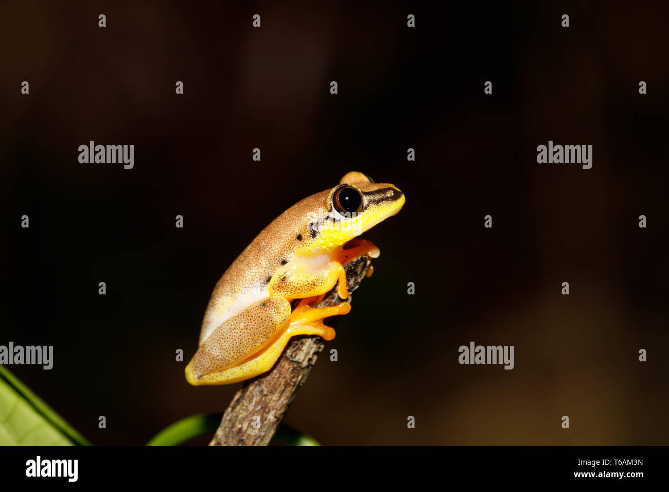 Small yellow tree frog from boophis family, madagascar Stock Photo