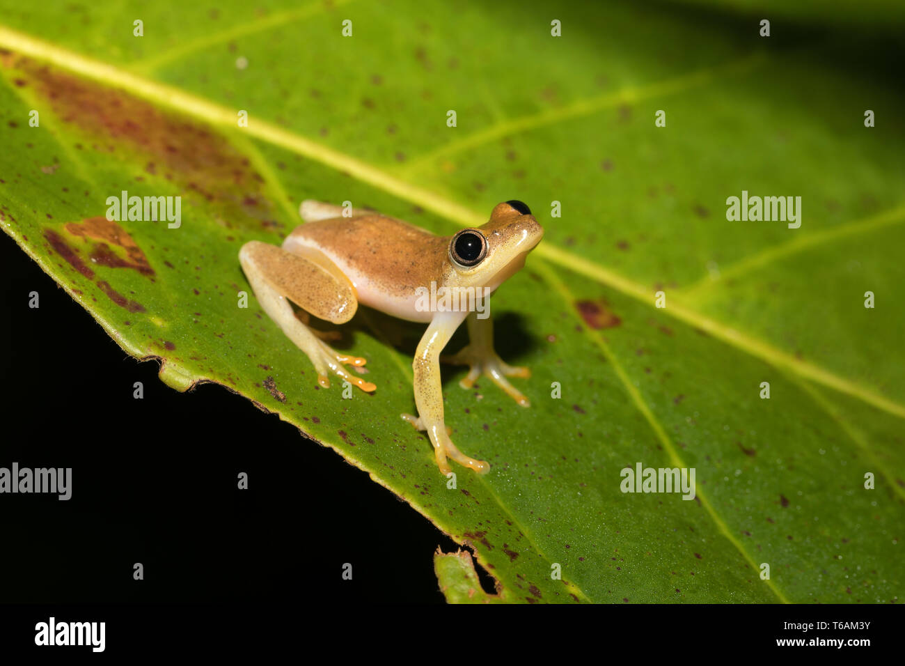 Small yellow tree frog from boophis family, madagascar Stock Photo