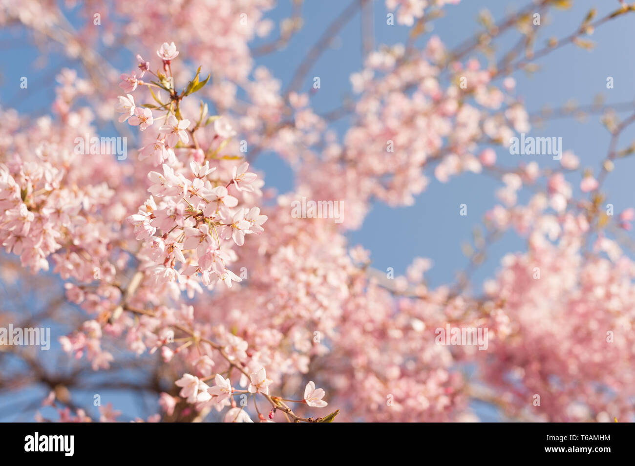 Pendant flowering cherry blossom at peak of its cycle hangs on airy branches with cascading flowers in pink or white Prunus tree Stock Photo