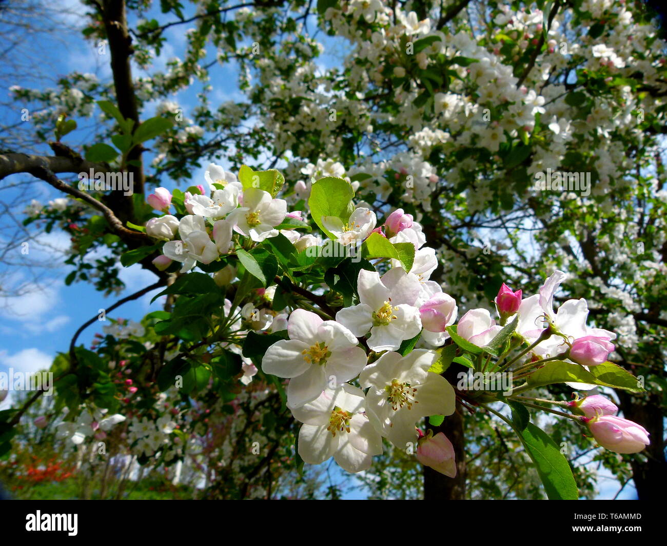 apple tree in full bloom with blue sky Stock Photo