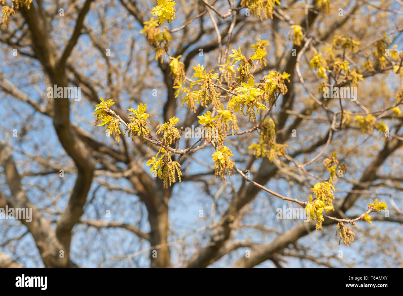 Abundant flowers and catkins of oak tree with new leaves beginning to