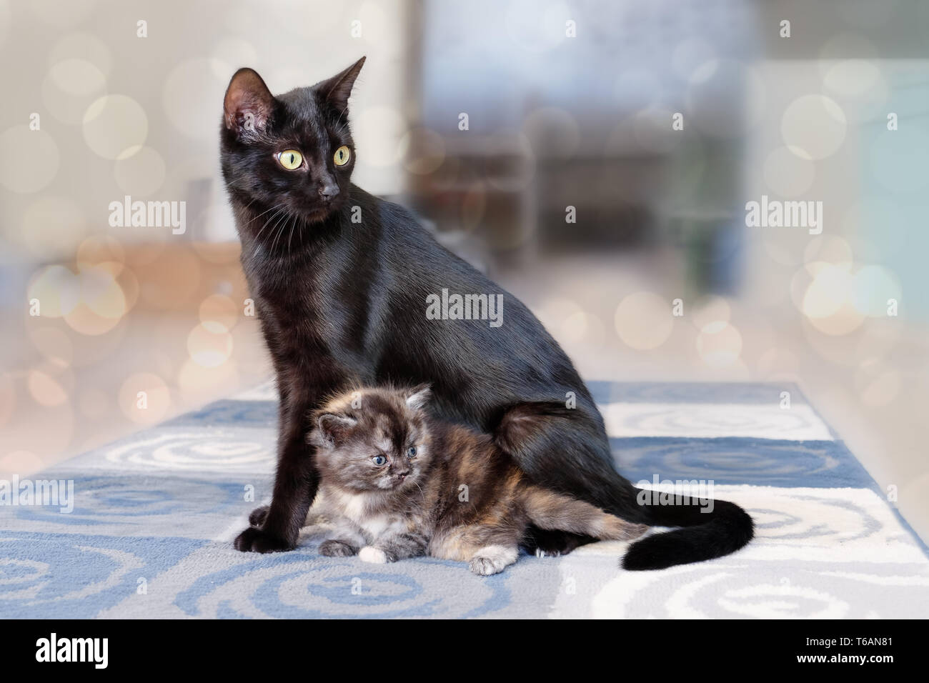 cat with kittens Stock Photo Alamy