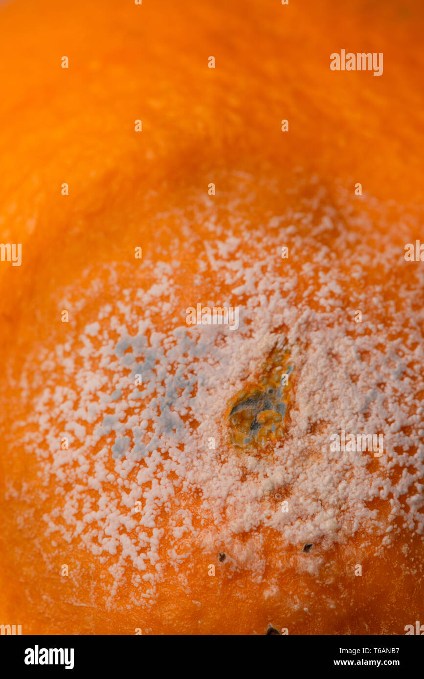 Decaying citrus fruit, orange, with spreading internal fungal decomposition spreads in circular pattern with some surface pin mould, penicillin Stock Photo