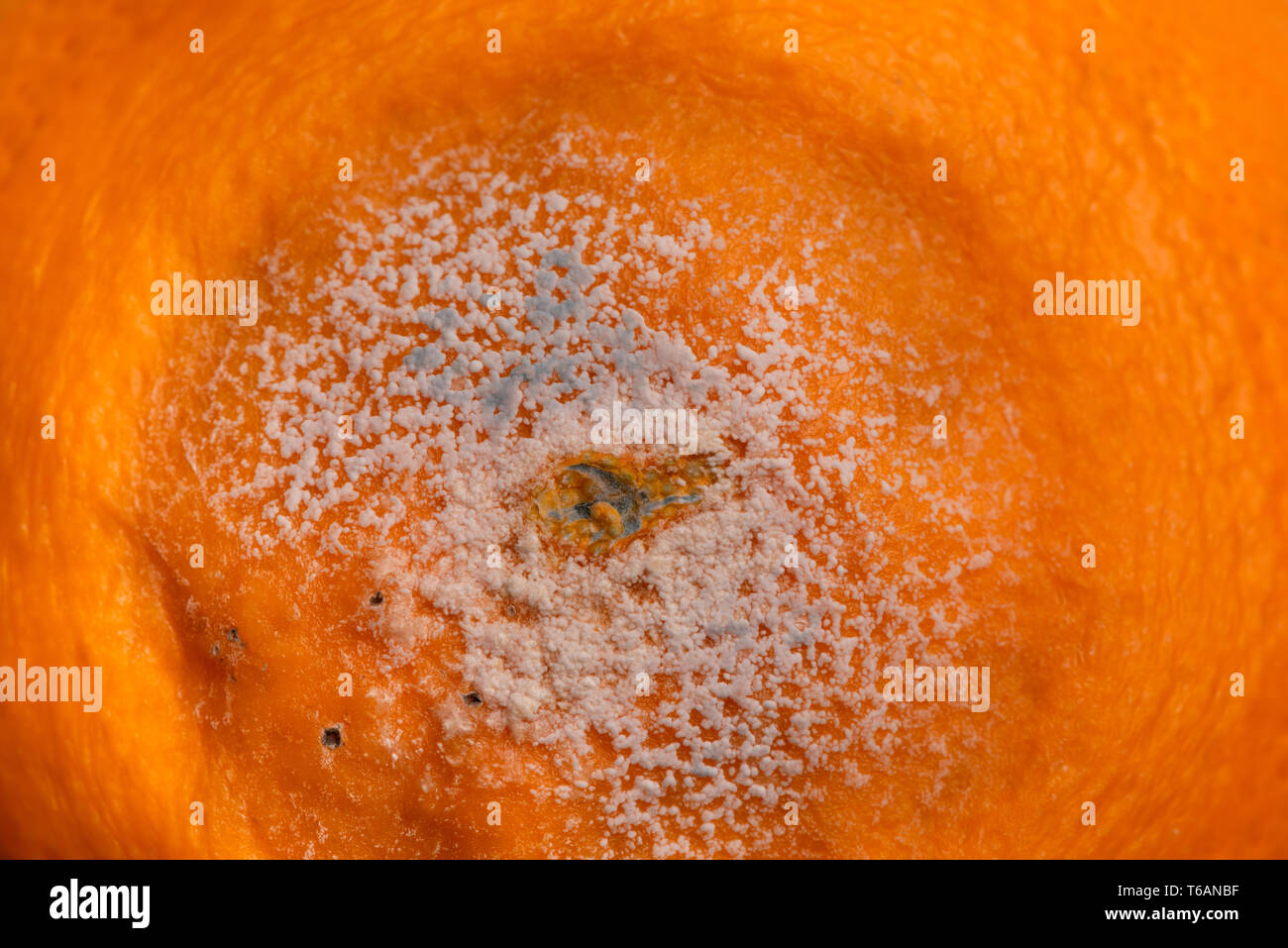 Decaying citrus fruit, orange, with spreading internal fungal decomposition spreads in circular pattern with some surface pin mould, penicillin Stock Photo
