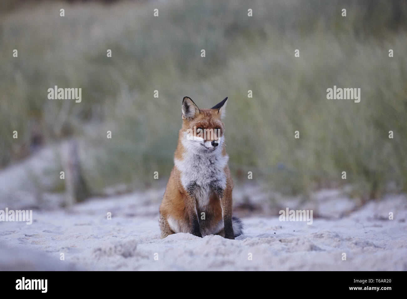 European Red Fox, Germany Stock Photo
