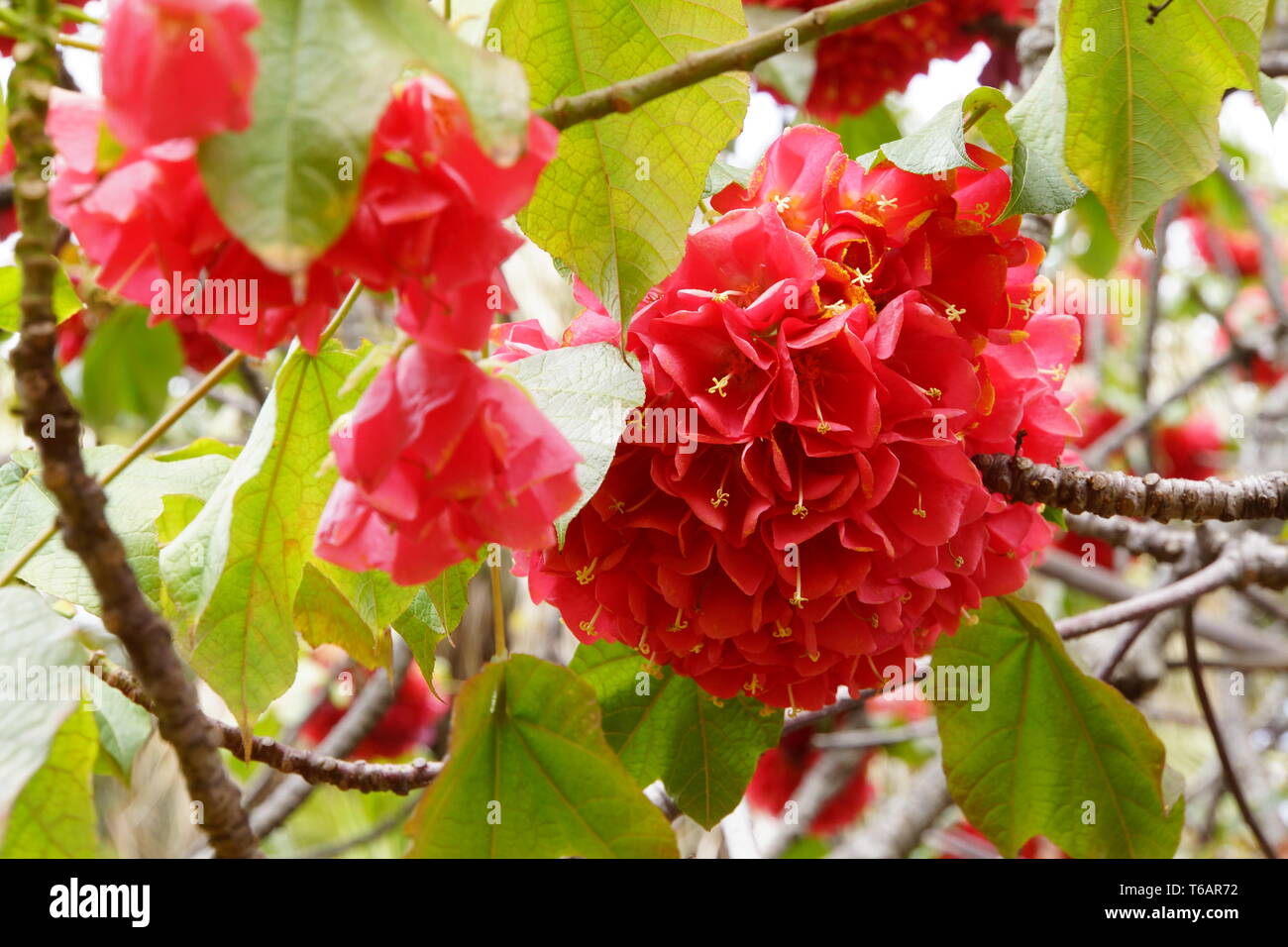 hydrangea flower Stock Photo