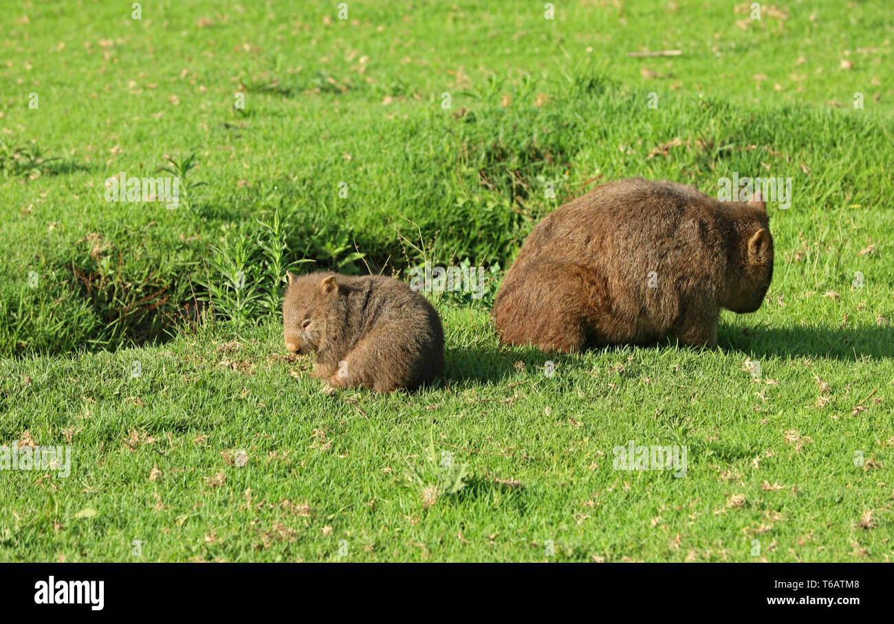 Wombat in Australia Stock Photo - Alamy